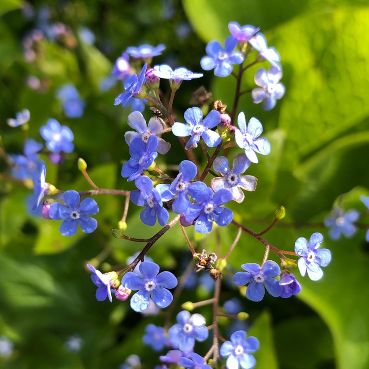 Plant image Brunnera macrophylla