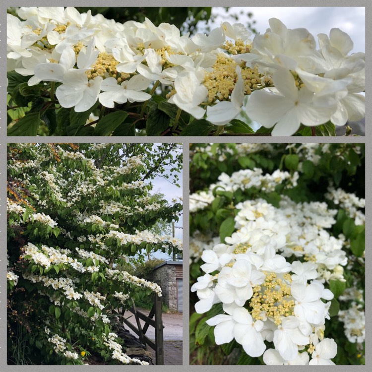 Plant image Viburnum plicatum f. tomentosum 'Mariesii' syn. Viburnum mariesii