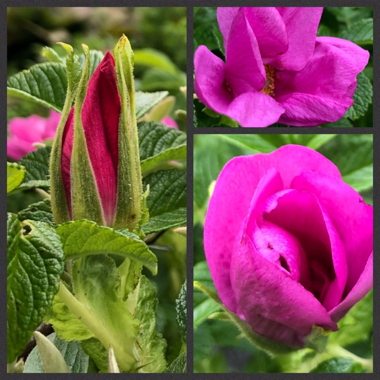 Plant image Rosa rugosa var. rubra syn. Rosa rugosa 'Rubra', Rosa rugosa 'Atropurpurea'