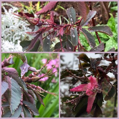 Rosa glauca syn. Rosa rubrifolia, Rosa ferruginea