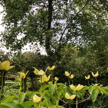 Cornus 'Norman Hadden'