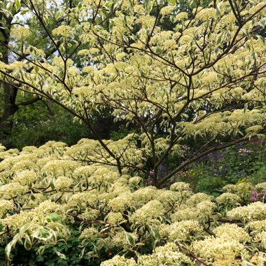 Cornus controversa 'Variegata'