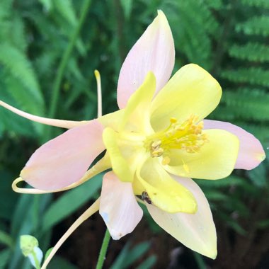 Aquilegia 'Mrs Scott Elliot'