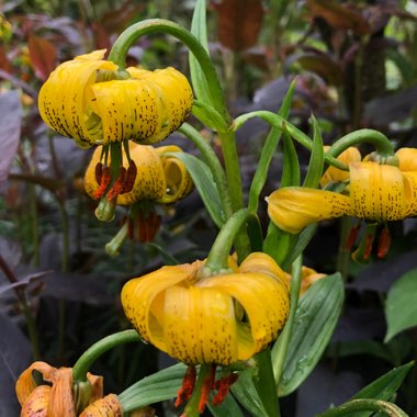 Lilium pyrenaicum subsp. pyrenaicum