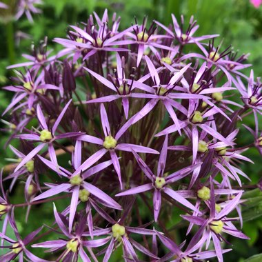 Allium cristophii