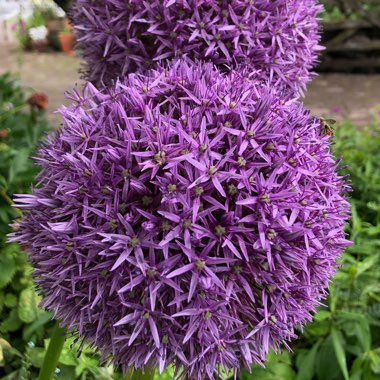 Allium 'Globemaster'