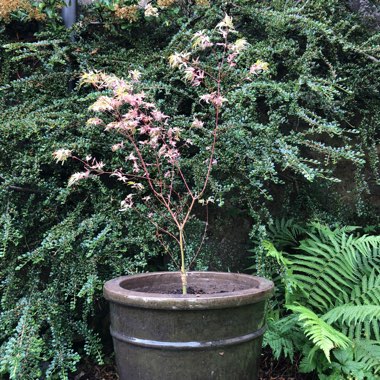 Acer palmatum 'Taylor'