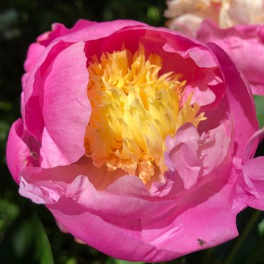 Paeonia lactiflora 'White Cap'