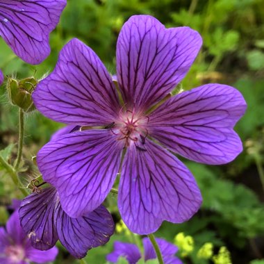 Geranium x johnsonii 'Johnson's Blue'