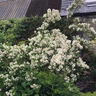 Philadelphus 'Belle Etoile' syn. Philadelphus x lemoinei 'Belle Etoile'