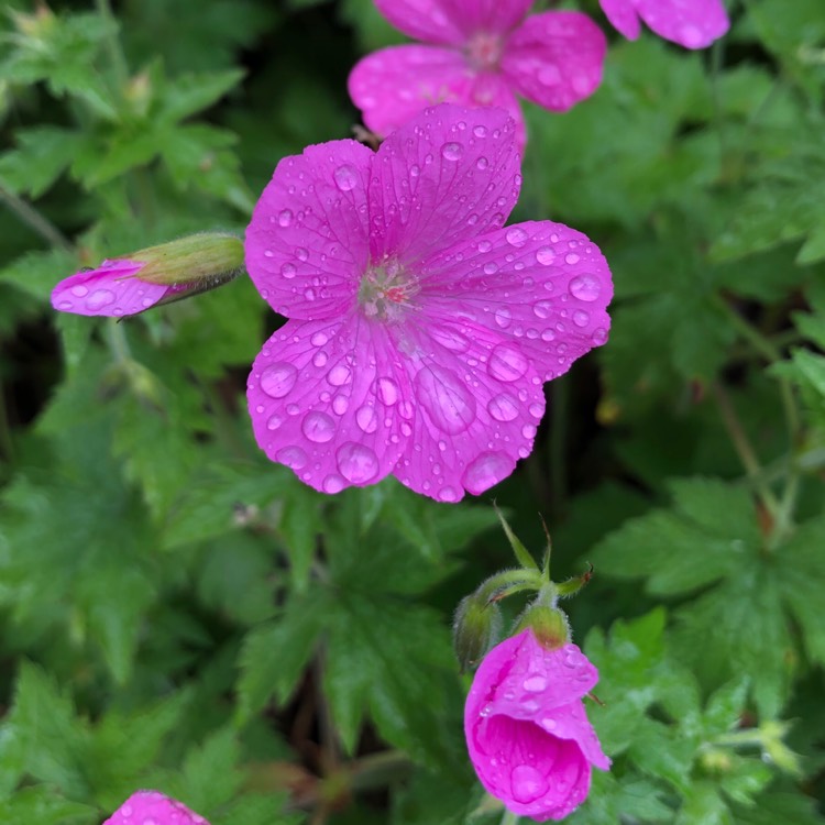 Plant image Geranium endressii