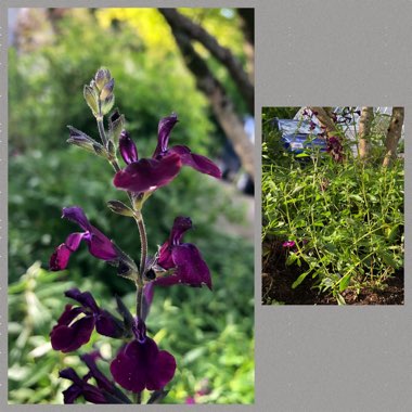 Salvia x jamensis 'Nachtvlinder'