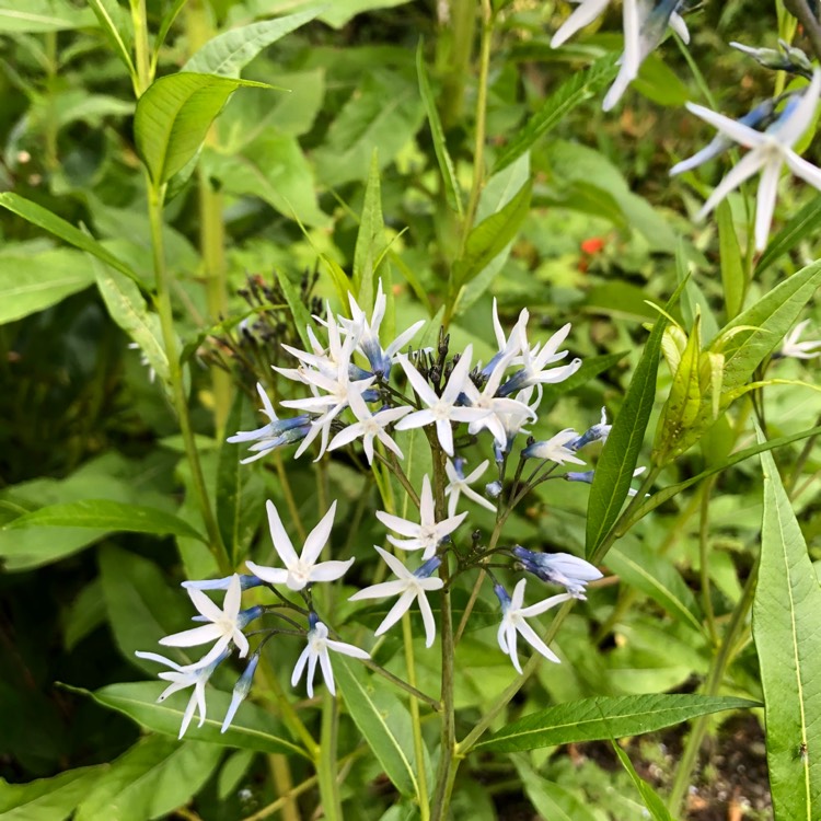 Plant image Amsonia tabernaemontana var. salicifolia