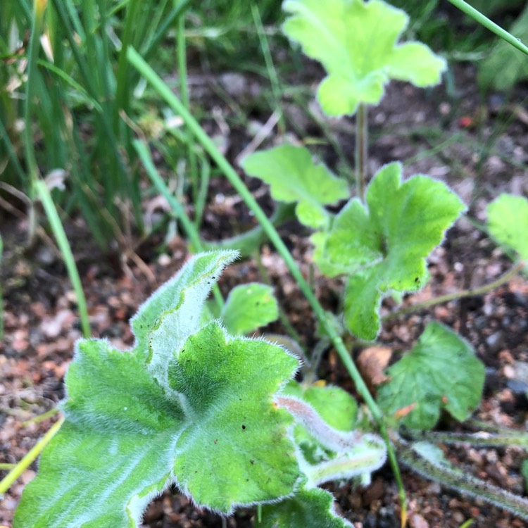 Plant image Pelargonium tomentosum