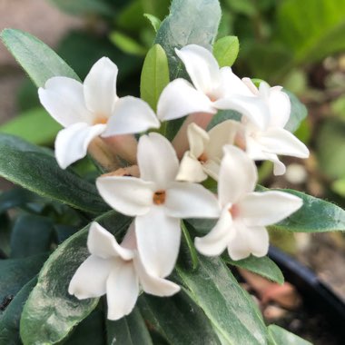 Daphne x transatlantica 'Eternal Fragrance'