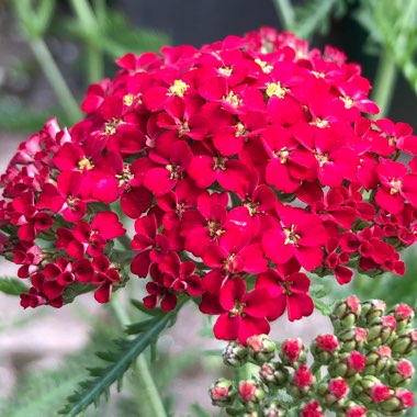 Achillea MIllefolium 'Fanal' (formerly Achillea Millefolium 'The Beacon')