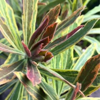 Euphorbia x martini 'Ascot Rainbow'