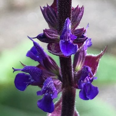 Salvia nemorosa 'Caradonna'