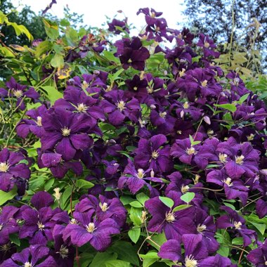 Clematis viticella 'Etoile Violette'