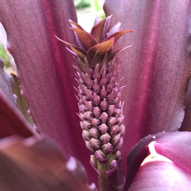 Eucomis comosa 'Sparkling Burgundy'