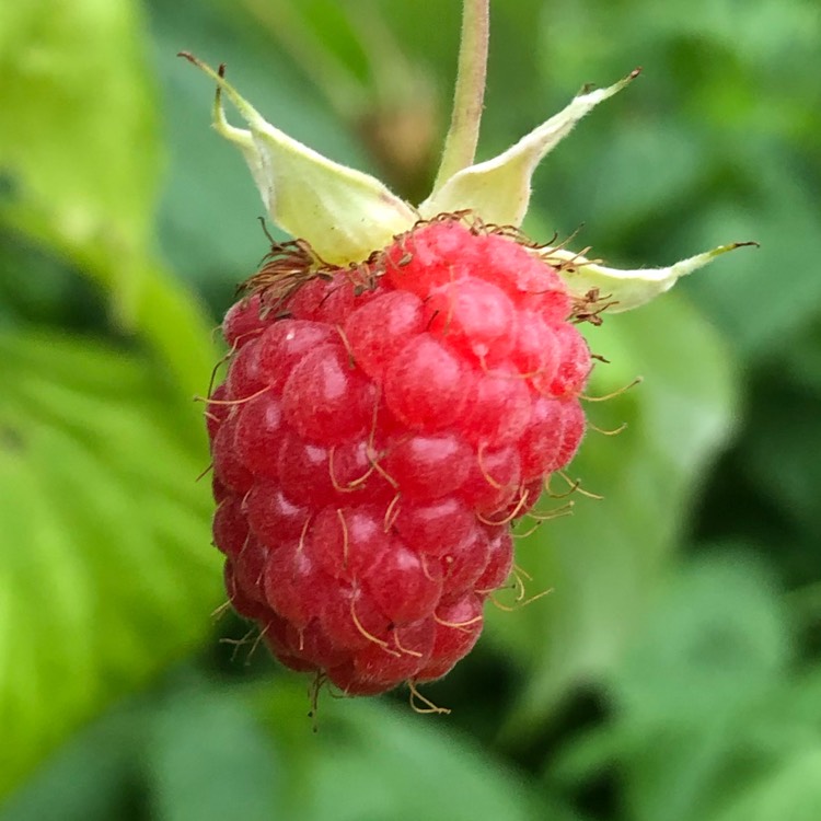 Plant image Rubus idaeus ‘Malling Admiral'