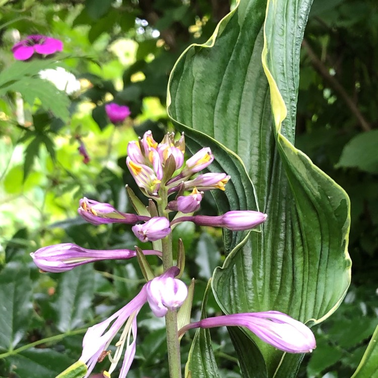 Plant image Hosta 'Praying Hands'