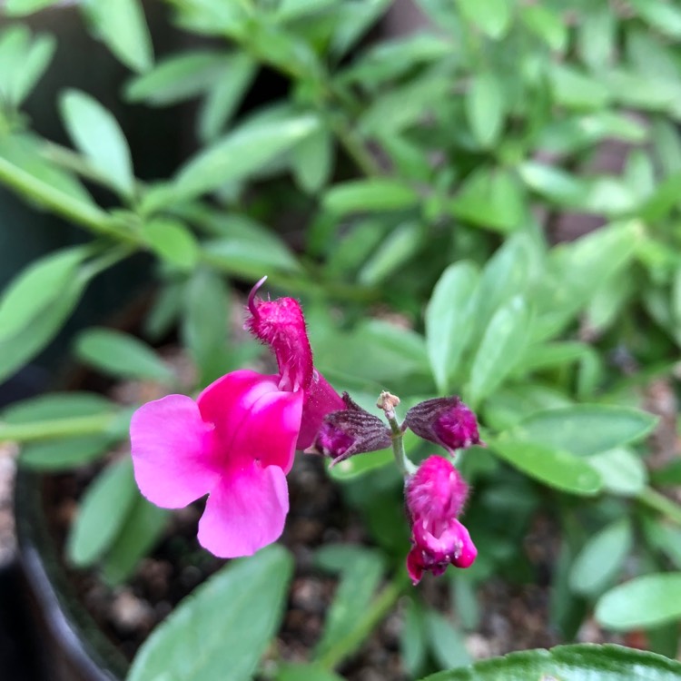 Plant image Salvia gregii 'Icing Sugar'