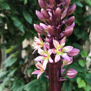 Eucomis comosa 'Sparkling Burgundy'