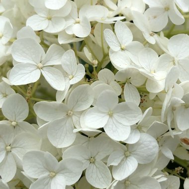 Hydrangea arborescens 'Annabelle'