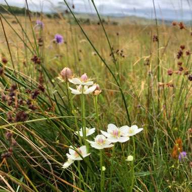 Parnassia palustris