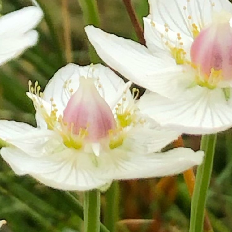 Plant image Parnassia palustris