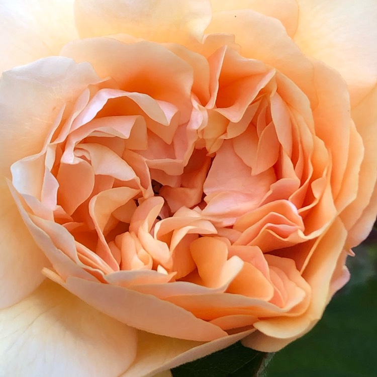 Plant image Rosa 'Buff Beauty'