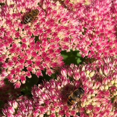 Sedum Spectabile