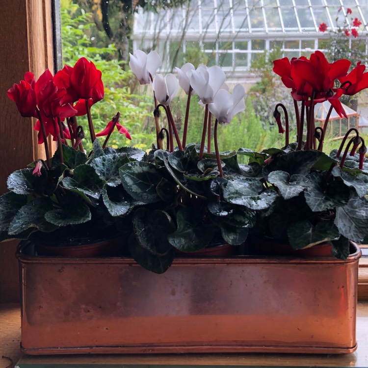 Plant image Cyclamen persicum