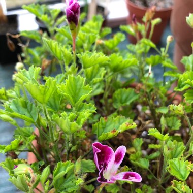 Pelargonium 'Angels Perfume'