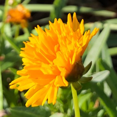 Coreopsis grandiflora 'Early Sunrise'