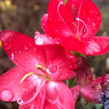 Hesperantha coccinea 'Oregon Sunset' syn. Schizostylis coccinea 'Oregon Sunset'