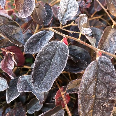 Loropetalum chinense var. rubrum 'Fire Dance'