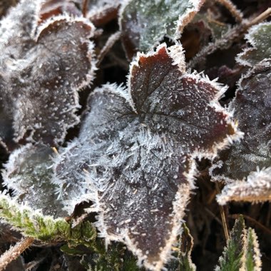 Heuchera villosa 'Palace Purple' syn. Heuchera sanguinea 'Palance Purple', Heuchera micrantha 'Palace Purple'