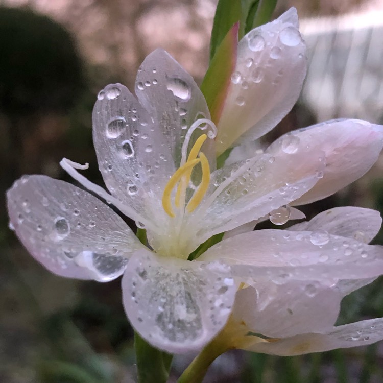 Plant image Hesperantha coccinea 'Wilfred H. Bryant' syn. Schizostylis coccinea 'Wilfred H. Bryant', Hesperantha 'Pink Princess', Schizostylis 'Pink Princess'