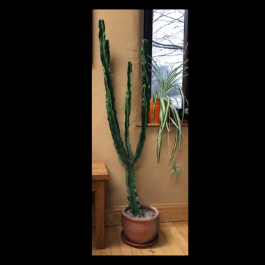 Euphorbia candelabrum