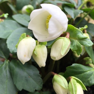 Helleborus niger