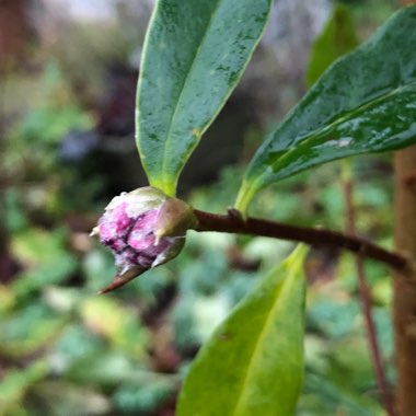 Daphne bholua 'Jacqueline Postill'