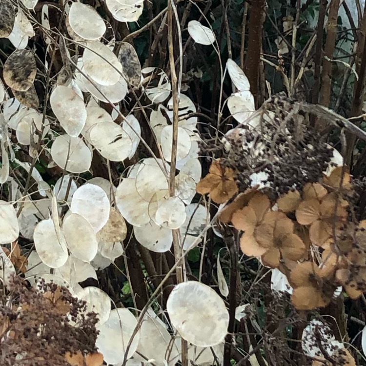 Plant image Lunaria annua var. albiflora  syn. Lunaria annua 'Alba'