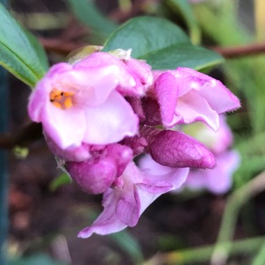 Daphne bholua 'Jacqueline Postill'