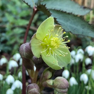 Helleborus lividus 'Silver And Rose'