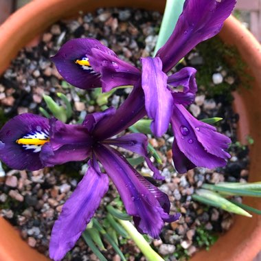 Iris 'Scent Sational' syn. Iris reticulata 'Scent Sational'