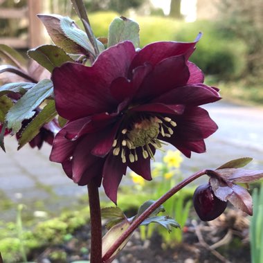 Helleborus x hybridus 'Harvington Double Chocolate'