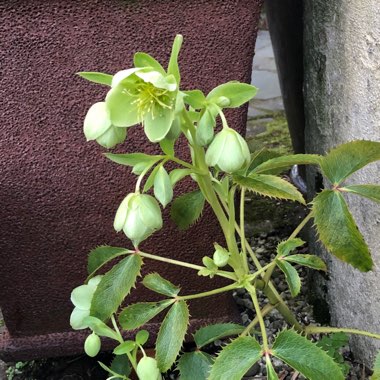 Helleborus argutifolius