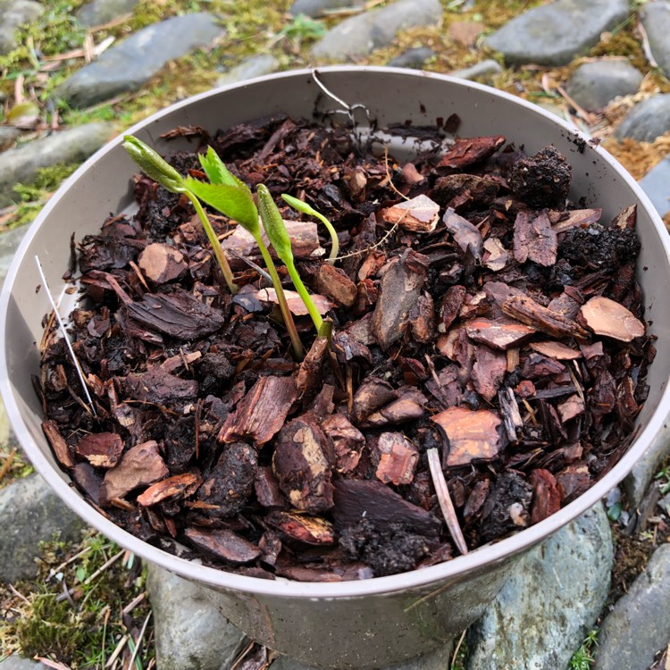 Plant image Helleborus x hybridus 'Pink Lady' (Lady Series)